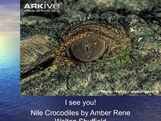 I see you!
Nile Crocodiles by Amber Rene
 