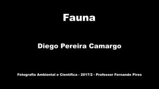 Diego Pereira Camargo
Fauna
Fotografia Ambiental e Científica - 2017/2 - Professor Fernando Pires
 