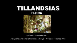 TILLANDSIAS
Daniele Caroline Müller
Fotografia Ambiental e Científica – 2017/2 – Professor Fernando Pires
FLORA
 