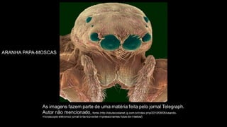 ARANHA PAPA-MOSCAS
 