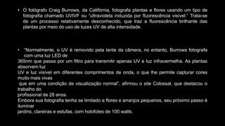 • “Normalmente, o UV é removido pela lente da câmera, no entanto, Burrows fotografa
com uma luz LED de
365nm que passa por um filtro para transmitir apenas UV e luz infravermelha. As plantas
absorvem luz
UV e luz visível em diferentes comprimentos de onda, o que lhe permite capturar cores
muito mais vivas
que em uma condição de visualização normal”, afirmou o site Colossal, que destacou o
trabalho do
profissional de 28 anos.
Embora sua fotografia tenha se limitado a flores e arranjos pequenos, seu próximo passo é
iluminar
jardins, clareiras e estufas, com holofotes de 100 watts.
• O fotógrafo Craig Burrows, da Califórnia, fotografa plantas e flores usando um tipo de
fotografia chamado UVIVF ou “ultravioleta induzida por fluorescência visível.” Trata-se
de um processo relativamente desconhecido, que traz a fluorescência brilhante das
plantas por meio do uso de luzes UV de alta intensidade.
 