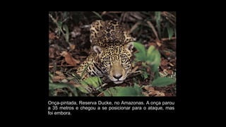 Onça-pintada, Reserva Ducke, no Amazonas. A onça parou
a 35 metros e chegou a se posicionar para o ataque, mas
foi embora.
 