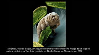 Tardígrado, ou urso d'água, um pequeno invertebrado encontrado no musgo de um lago de
cratera vulcânica na Tanzânia, retratada por Nicole Ottawa, da Alemanha, em 2010
 
