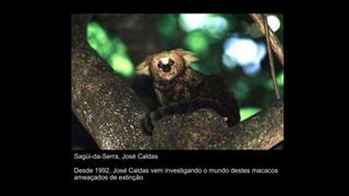 Sagüi-da-Serra, José Caldas
Desde 1992, José Caldas vem investigando o mundo destes macacos
ameaçados de extinção.
 