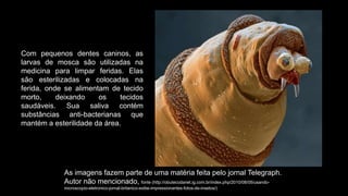 As imagens fazem parte de uma matéria feita pelo jornal Telegraph.
Autor não mencionado, fonte (http://obutecodanet.ig.com.br/index.php/2010/08/05/usando-
microscopio-eletronico-jornal-britanico-exibe-impressionantes-fotos-de-insetos/)
Com pequenos dentes caninos, as
larvas de mosca são utilizadas na
medicina para limpar feridas. Elas
são esterilizadas e colocadas na
ferida, onde se alimentam de tecido
morto, deixando os tecidos
saudáveis. Sua saliva contém
substâncias anti-bacterianas que
mantém a esterilidade da área.
 