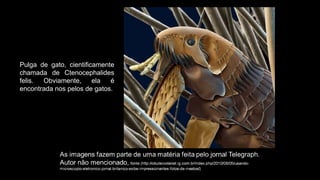 Pulga de gato, cientificamente
chamada de Ctenocephalides
felis. Obviamente, ela é
encontrada nos pelos de gatos.
 