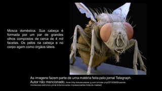 Mosca doméstica. Sua cabeça é
formada por um par de grandes
olhos compostos de cerca de 4 mil
facetas. Os pelos na cabeça e no
corpo agem como órgãos táteis.
 