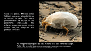 Ácaro de poeira. Milhões deles
habitam sua casa, alimentando-se
de células de pele. Eles vivem
principalmente em móveis e são
geralmente inofensivos. No
entanto, seus excrementos podem
causar reações alérgicas em
pessoas sensíveis.
 