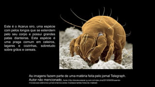 Este é o Acarus siro, uma espécie
com pelos longos que se estendem
pelo seu corpo e possui grandes
patas dianteiras. Esta espécie é
uma praga comum em celeiros,
lagares e cozinhas, sobretudo
sobre grãos e cereais.
 