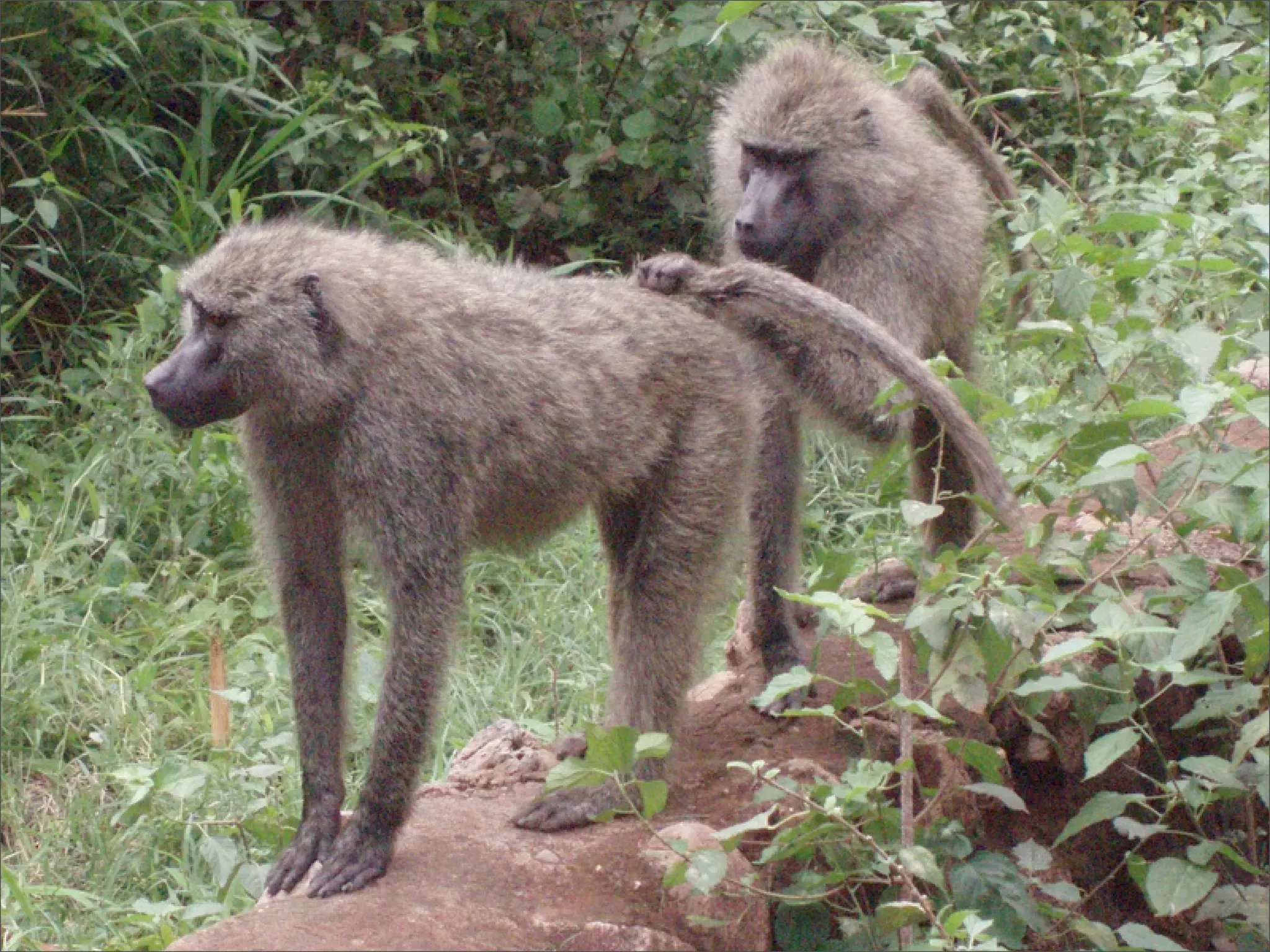 Ambient Intimacy (FOWA 07)