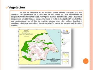  Vegetación
La Isla de Margarita en su conjunto posee aéreas boscosas, con una
cobertura de aproximada de 10.940 Has, de los cuales 690 Has representan los
bosques húmedos montanos bajos, restringidos a zonas de serranías, unos 1.890 Has a
bosque seco y 8.030 Has por bosque muy seco el resto de la vegetación (77.453 Has)
esta caracterizada por el tipo de espinar, espinar muy ralo, maleza desértica y
manglares, dentro de este ultimo tipo de vegetación natural se encuentra el Municipio
Maneiro.
 
