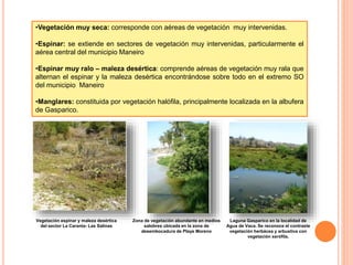 •Vegetación muy seca: corresponde con aéreas de vegetación muy intervenidas.
•Espinar: se extiende en sectores de vegetación muy intervenidas, particularmente el
aérea central del municipio Maneiro
•Espinar muy ralo – maleza desértica: comprende aéreas de vegetación muy rala que
alternan el espinar y la maleza desértica encontrándose sobre todo en el extremo SO
del municipio Maneiro
•Manglares: constituida por vegetación halófila, principalmente localizada en la albufera
de Gasparico.
Vegetación espinar y maleza desértica
del sector La Caranta- Las Salinas
Zona de vegetación abundante en medios
salobres ubicada en la zona de
desembocadura de Playa Moreno
Laguna Gasparico en la localidad de
Agua de Vaca. Se reconoce el contraste
vegetación herbácea y arbustiva con
vegetación xerófila.
 