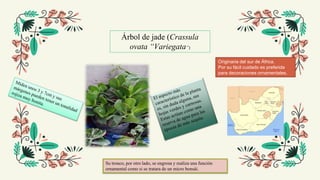 Árbol de jade (Crassula
ovata “Variegata”)
Su tronco, por otro lado, se engrosa y realiza una función
ornamental como si se tratara de un micro bonsái.
Originaria del sur de África.
Por su fácil cuidado es preferida
para decoraciones ornamentales.
 