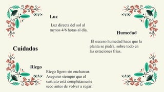 Cuidados
Luz
El exceso humedad hace que la
planta se pudra, sobre todo en
las estaciones frías.
Luz directa del sol al
menos 4/6 horas al día.
Riego ligero sin encharcar.
Asegurar siempre que el
sustrato está completamente
seco antes de volver a regar.
Humedad
Riego
 