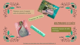REPRODUCCIÓN
Mediante esquejes de tallo
y de hojas.
Dejamos secar el esqueje
antes de plantarlo en tierra
Pinchale a qui para saber más: https://youtu.be/VOaEXpJcK_E
 