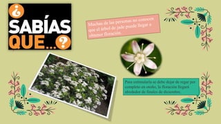 Para estimularla se debe dejar de regar por
completo en otoño, la floración llegará
alrededor de finales de diciembre.
 