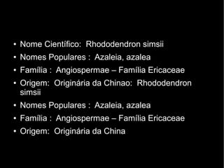 ● Nome Científico: Rhododendron simsii
● Nomes Populares : Azaleia, azalea
● Família : Angiospermae – Família Ericaceae
● Origem: Originária da Chinao: Rhododendron
simsii
● Nomes Populares : Azaleia, azalea
● Família : Angiospermae – Família Ericaceae
● Origem: Originária da China
 