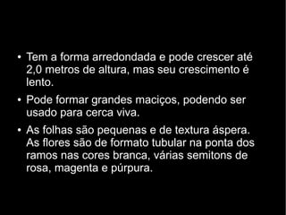 ● Tem a forma arredondada e pode crescer até
2,0 metros de altura, mas seu crescimento é
lento.
● Pode formar grandes maciços, podendo ser
usado para cerca viva.
● As folhas são pequenas e de textura áspera.
As flores são de formato tubular na ponta dos
ramos nas cores branca, várias semitons de
rosa, magenta e púrpura.
 