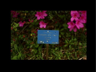 Fotografia Ambiental Fauna e Flora