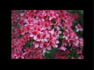 Fotografia Ambiental Fauna e Flora