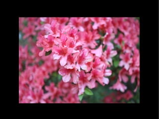 Fotografia Ambiental Fauna e Flora