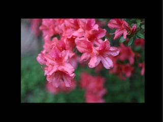 Fotografia Ambiental Fauna e Flora