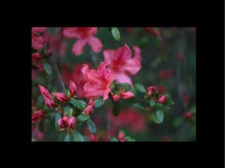 Fotografia Ambiental Fauna e Flora