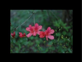 Fotografia Ambiental Fauna e Flora