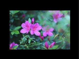 Fotografia Ambiental Fauna e Flora