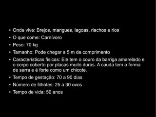 ● Onde vive: Brejos, mangues, lagoas, riachos e rios
● O que come: Carnívoro
● Peso: 70 kg
● Tamanho: Pode chegar a 5 m de comprimento
● Características físicas: Ele tem o couro da barriga amarelado e
o corpo coberto por placas muito duras. A cauda tem a forma
de serra e é forte como um chicote.
● Tempo de gestação: 70 a 90 dias
● Número de filhotes: 25 a 30 ovos
● Tempo de vida: 50 anos
 