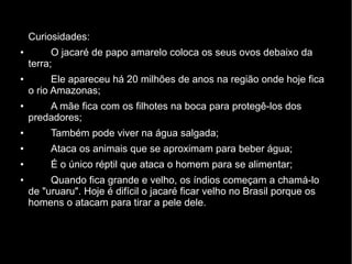 Curiosidades:
● O jacaré de papo amarelo coloca os seus ovos debaixo da
terra;
●
Ele apareceu há 20 milhões de anos na região onde hoje fica
o rio Amazonas;
●
A mãe fica com os filhotes na boca para protegê-los dos
predadores;
● Também pode viver na água salgada;
●
Ataca os animais que se aproximam para beber água;
● É o único réptil que ataca o homem para se alimentar;
●
Quando fica grande e velho, os índios começam a chamá-lo
de "uruaru". Hoje é difícil o jacaré ficar velho no Brasil porque os
homens o atacam para tirar a pele dele.
 