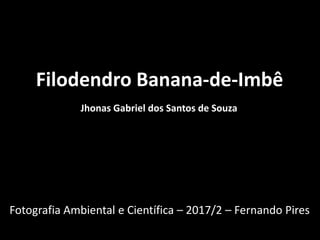 Filodendro Banana-de-Imbê
Jhonas Gabriel dos Santos de Souza
Fotografia Ambiental e Científica – 2017/2 – Fernando Pires
 