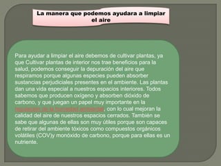 La manera que podemos ayudara a limpiar
                        el aire




Para ayudar a limpiar el aire debemos de cultivar plantas, ya
que Cultivar plantas de interior nos trae beneficios para la
salud, podemos conseguir la depuración del aire que
respiramos porque algunas especies pueden absorber
sustancias perjudiciales presentes en el ambiente. Las plantas
dan una vida especial a nuestros espacios interiores. Todos
sabemos que producen oxígeno y absorben dióxido de
carbono, y que juegan un papel muy importante en la
regulación de la humedad ambiental, con lo cual mejoran la
calidad del aire de nuestros espacios cerrados. También se
sabe que algunas de ellas son muy útiles porque son capaces
de retirar del ambiente tóxicos como compuestos orgánicos
volátiles (COV)y monóxido de carbono, porque para ellas es un
nutriente.
 