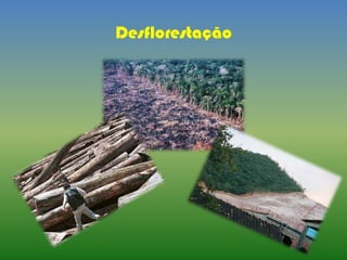 Desflorestação
 
