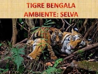 Ambiente del Tigre Bengala