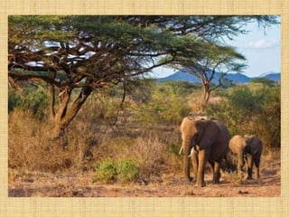 Ambiente del Tigre Bengala