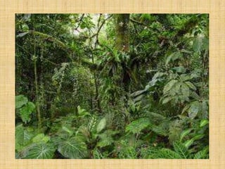 Ambiente del Tigre Bengala