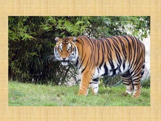 Ambiente del Tigre Bengala