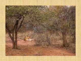 Ambiente del Tigre Bengala