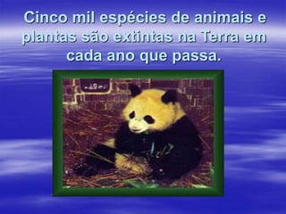 Cinco mil espécies de animais e
plantas são extintas na Terra em
cada ano que passa.
 