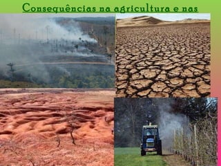 Consequências na agricultura e nas florestas: Mudanças no tipo de culturas devido à   escassez de água para irrigação; e readaptação a novos períodos de cultivo; Aumento de pragas, doenças e infestantes, tanto na floresta como na agricultura; Aumento acentuado de incêndios;  Redução da produtividade florestal;  Perda de biodiversidade. 