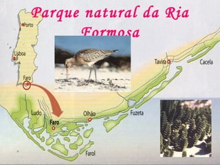 Parque natural da Ria
      Formosa
 