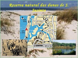 Reserva natural das dunas de S.
           Jacinto
 