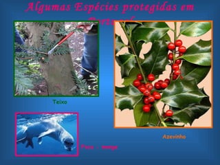 Algumas Espécies protegidas em
          Portugal




    Teixo




                           Azevinho
            Foca - monge
 