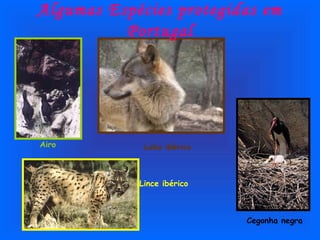 Algumas Espécies protegidas em
          Portugal




Airo         Lobo ibérico



            Lince ibérico



                            Cegonha negra
 