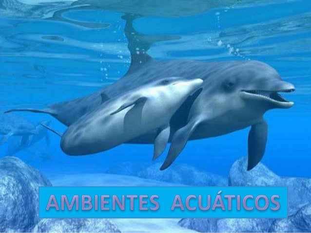 Resultado de imagen para ambiente acuatico