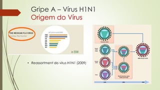 Gripe A – Vírus H1N1
Origem do Vírus
• Reassortment do vírus H1N1 (2009)
 