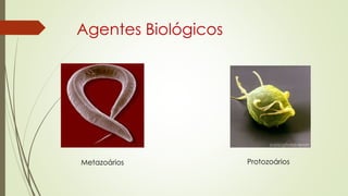 Agentes Biológicos
Metazoários Protozoários
 