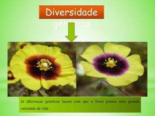Os indivíduos de uma mesma
espécie não são geneticamente
idênticos entre si.
As diferenças genéticas fazem com que a Terra possua uma grande
variedade de vida.
Diversidade
genética
 