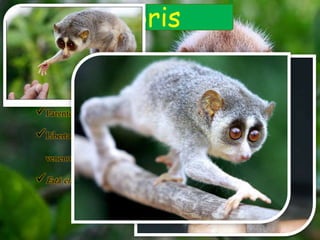Loris
Palavra holandesa arcaica que significa “palhaço”
Único primata venenoso no Mundo
Parente afastado dos macacos
Liberta um oleo pelos cotovelos que misturados com a saliva se tona
venenoso.
Está em extinção por causa de caça mortífera em Java
 